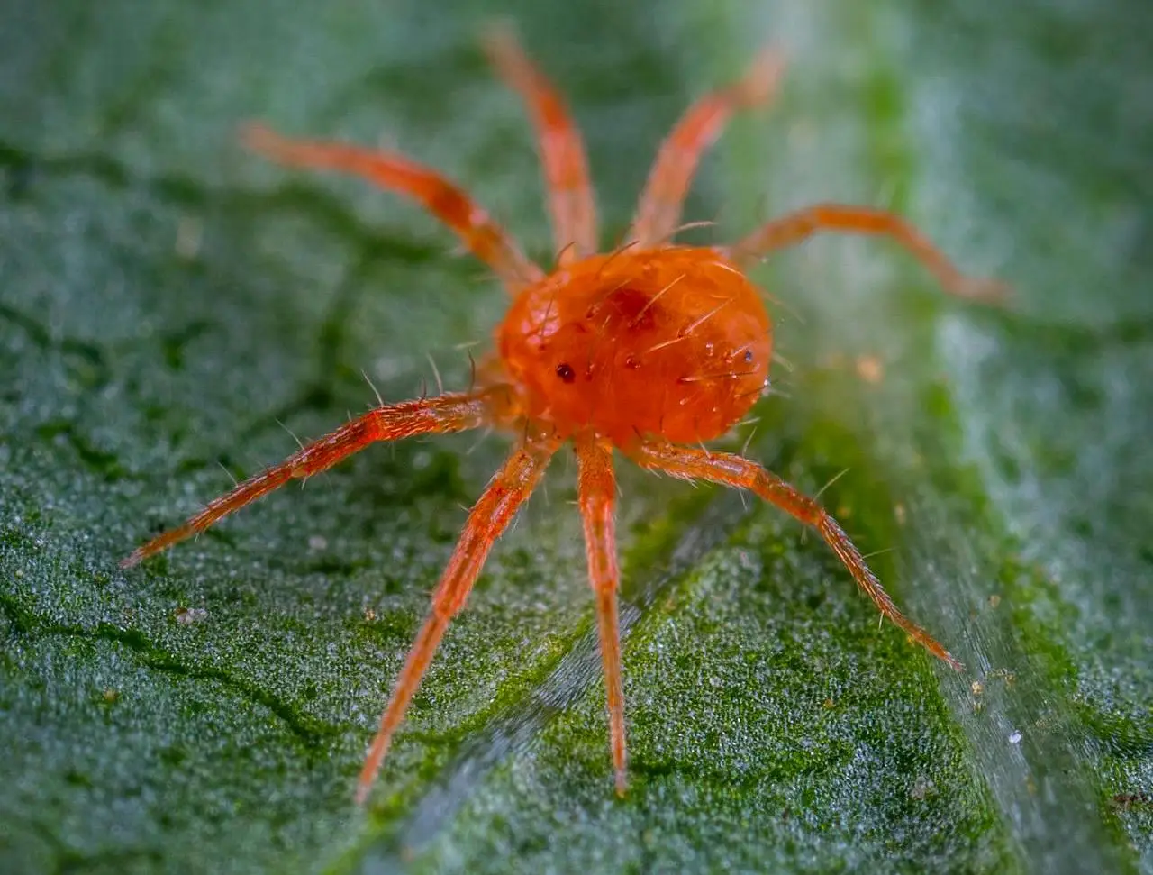 Come eliminare il ragnetto rosso dalle piante
